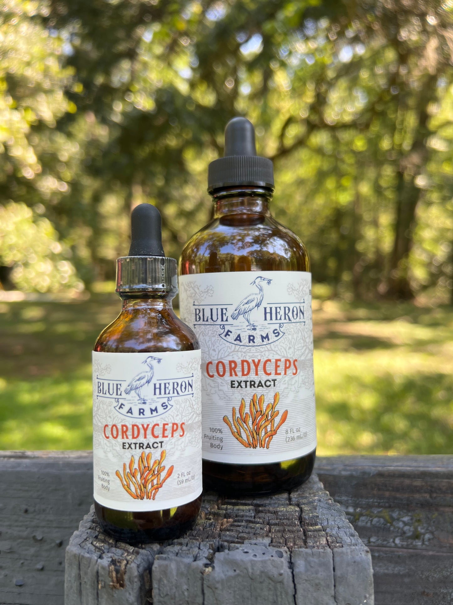 Cordyceps Tincture-2oz